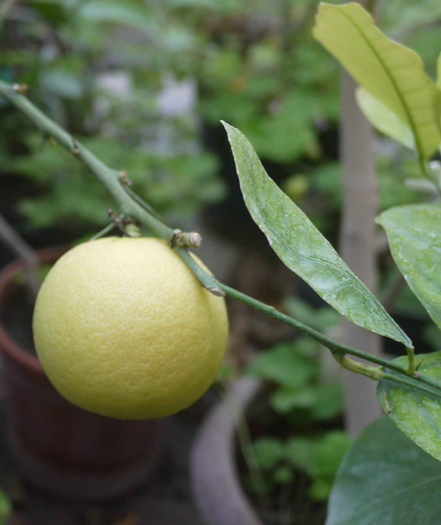 Маленький фрукт в виде лимона